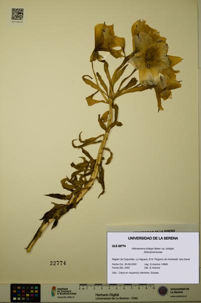 Alstroemeria philippii [Espécimen: ULS:ULS:0022774]