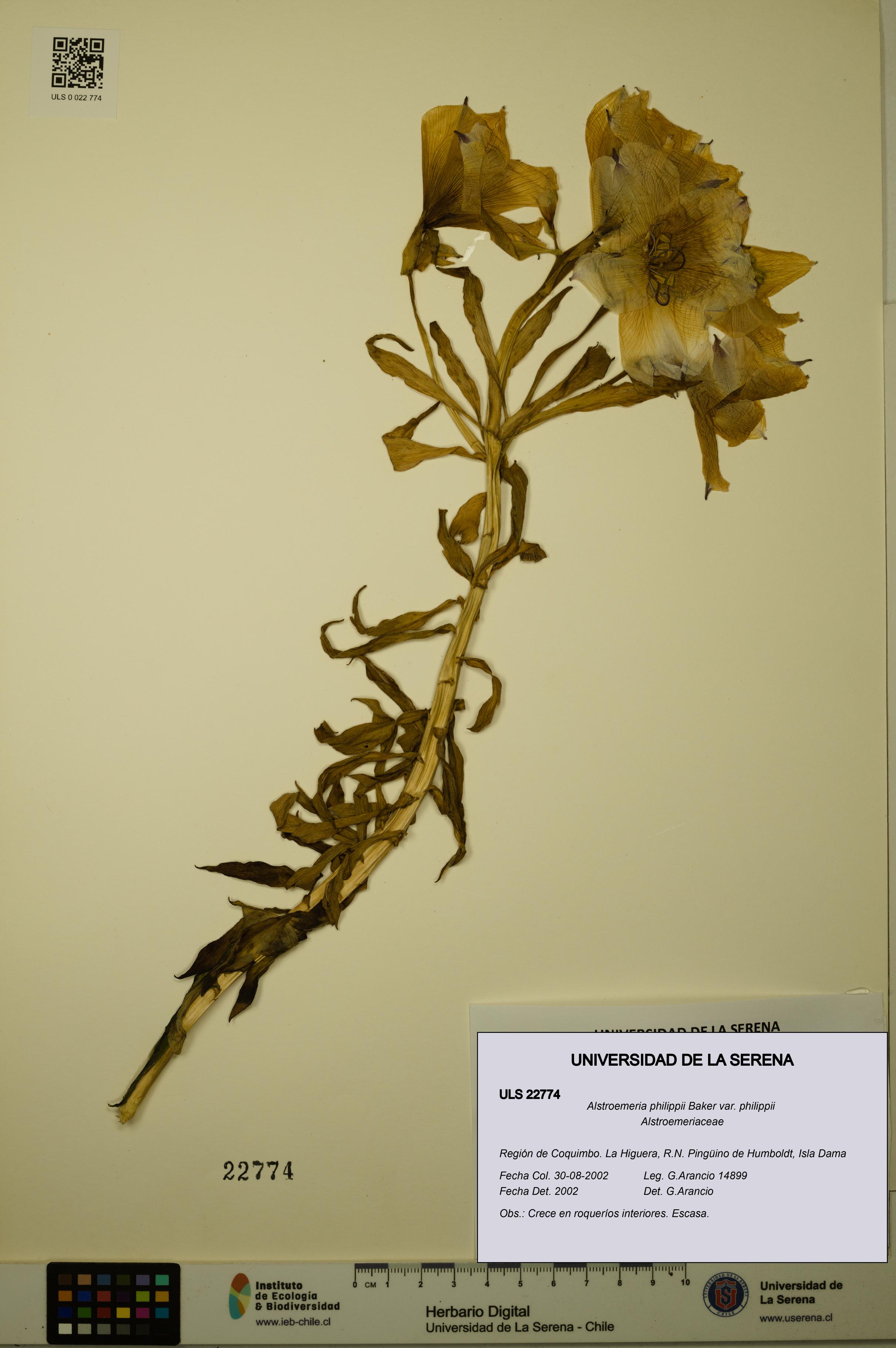 Alstroemeria philippii [Espécimen: ULS:ULS:0022774]
