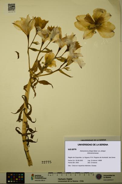 Alstroemeria philippii [Espécimen: ULS:ULS:0022775]