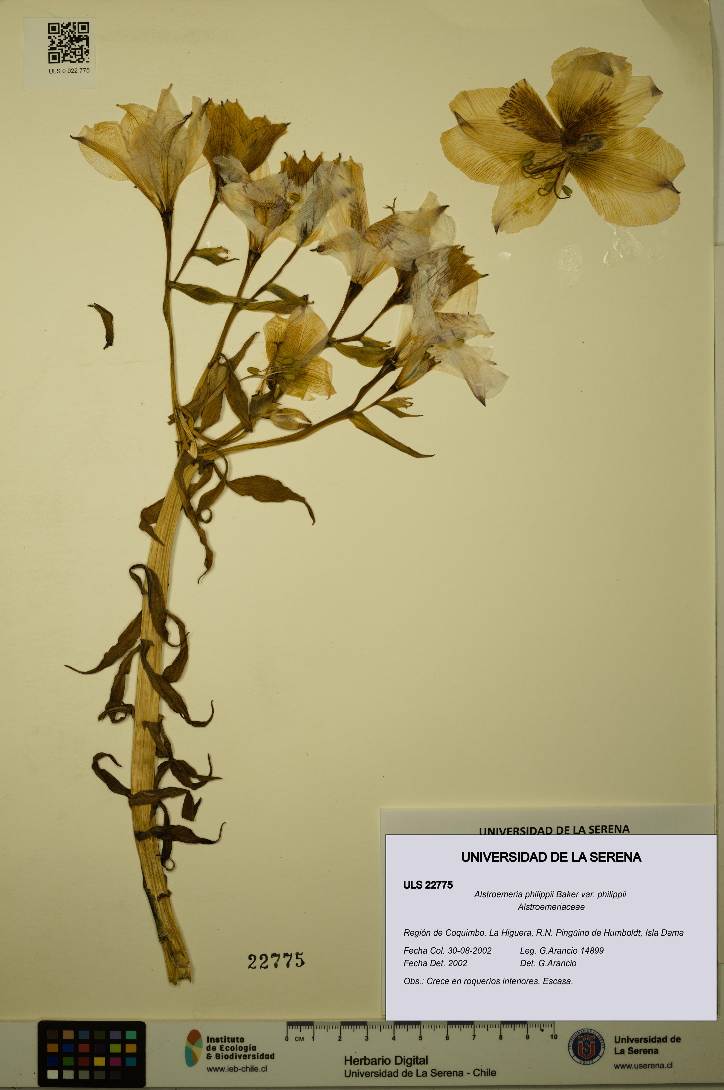 Alstroemeria philippii [Espécimen: ULS:ULS:0022775]