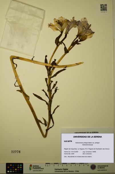 Alstroemeria philippii [Espécimen: ULS:ULS:0022776]