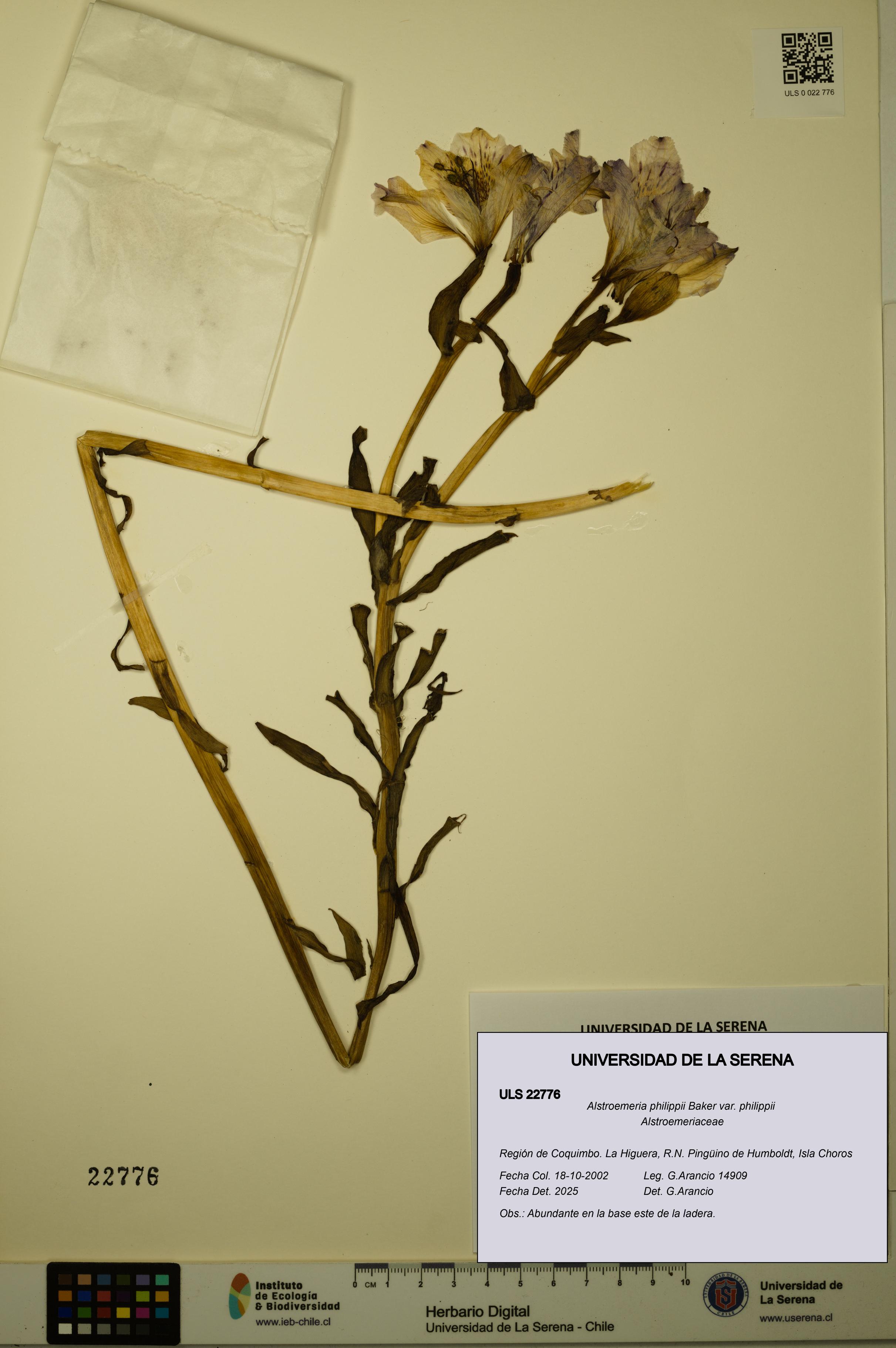 Alstroemeria philippii [Espécimen: ULS:ULS:0022776]