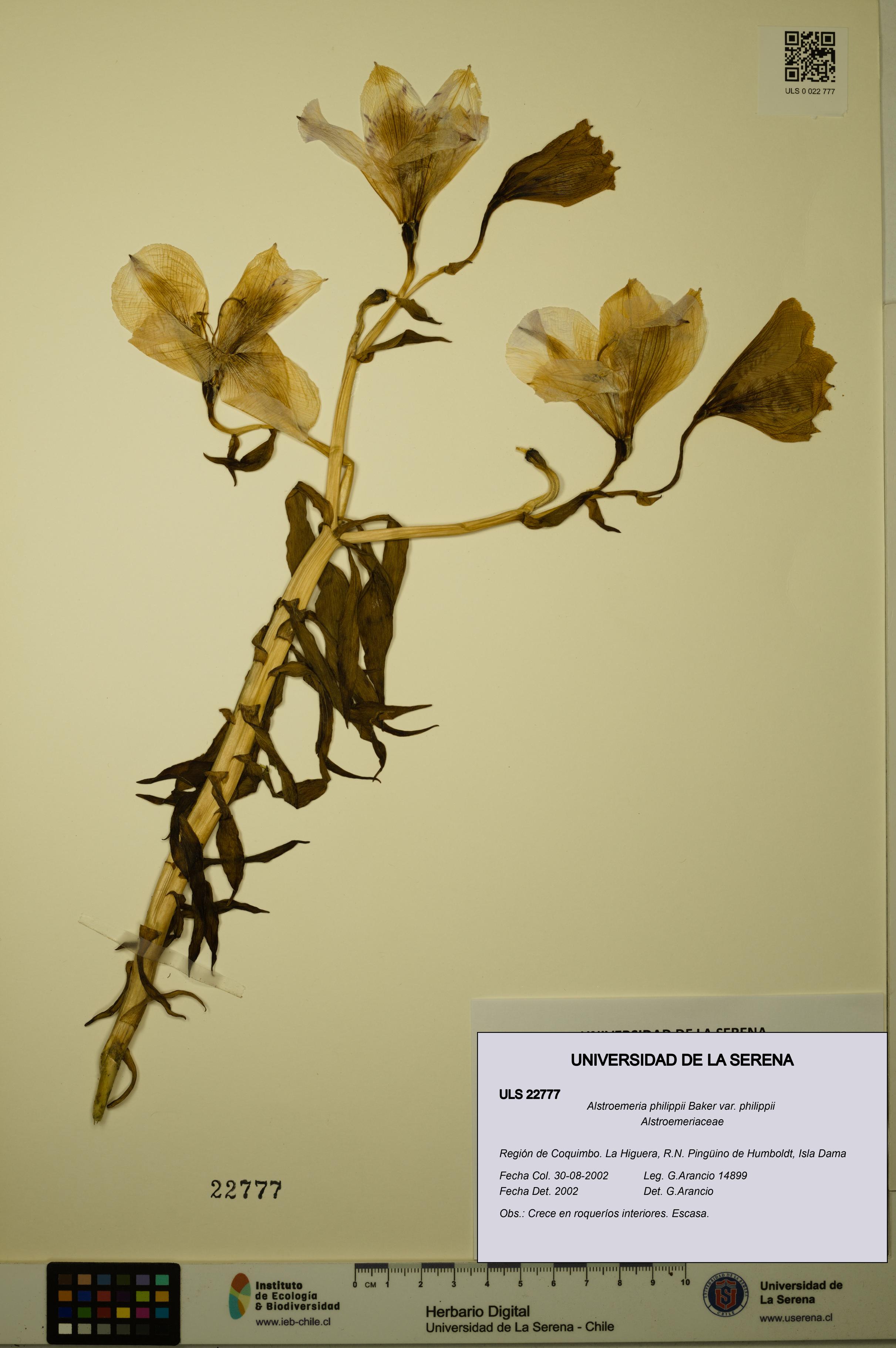 Alstroemeria philippii [Espécimen: ULS:ULS:0022777]