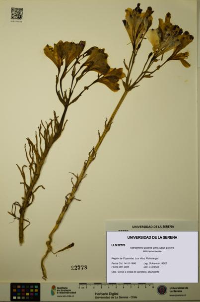 Alstroemeria pulchra subsp. pulchra [Espécimen: ULS:ULS:0022778]