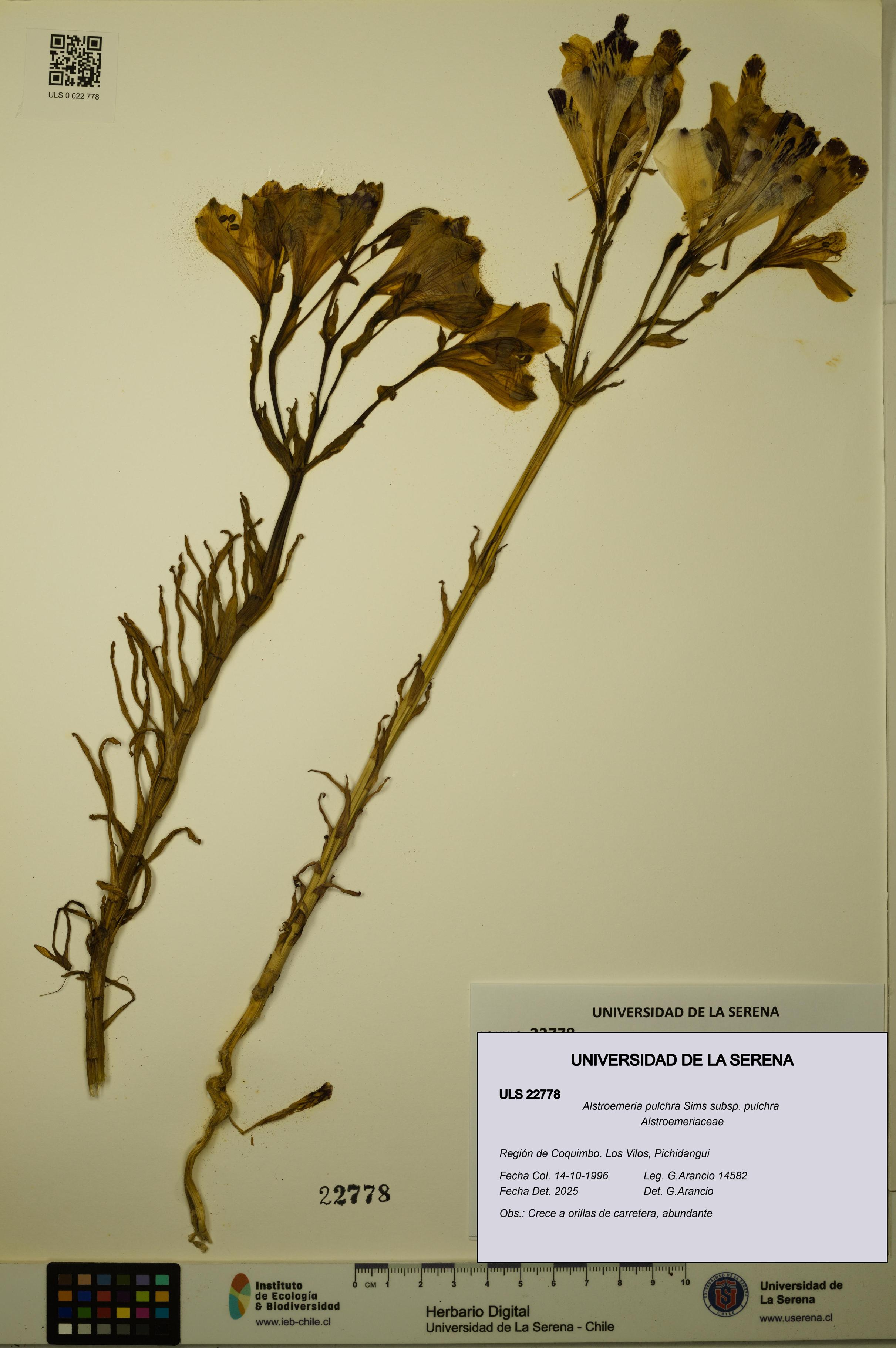 Alstroemeria pulchra subsp. pulchra [Espécimen: ULS:ULS:0022778]