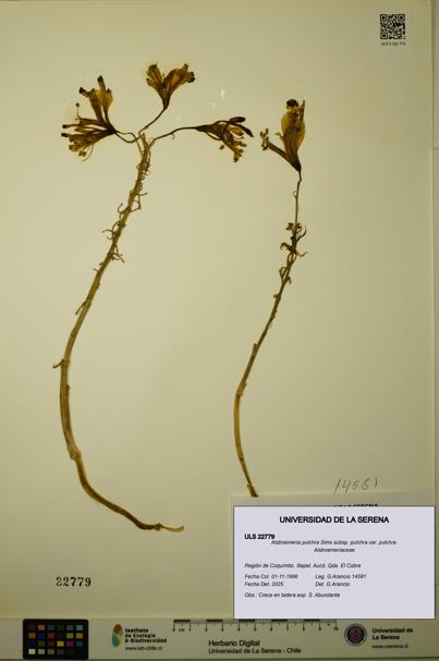 Alstroemeria pulchra subsp. pulchra var. pulchra [Espécimen: ULS:ULS:0022779]
