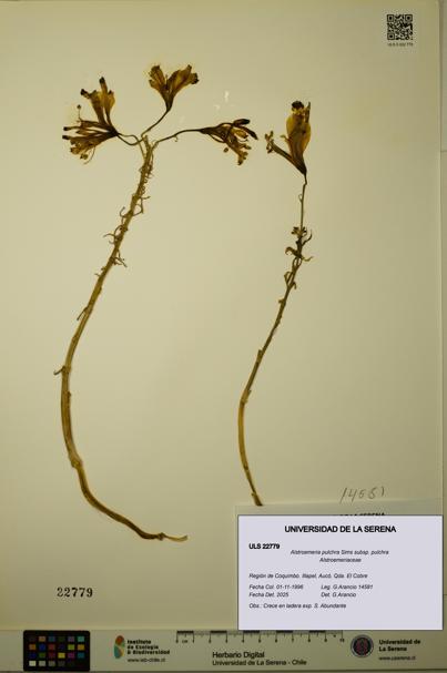 Alstroemeria pulchra subsp. pulchra [Espécimen: ULS:ULS:0022779]