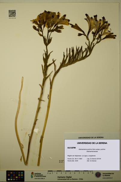 Alstroemeria pulchra subsp. pulchra [Espécimen: ULS:ULS:0022780]