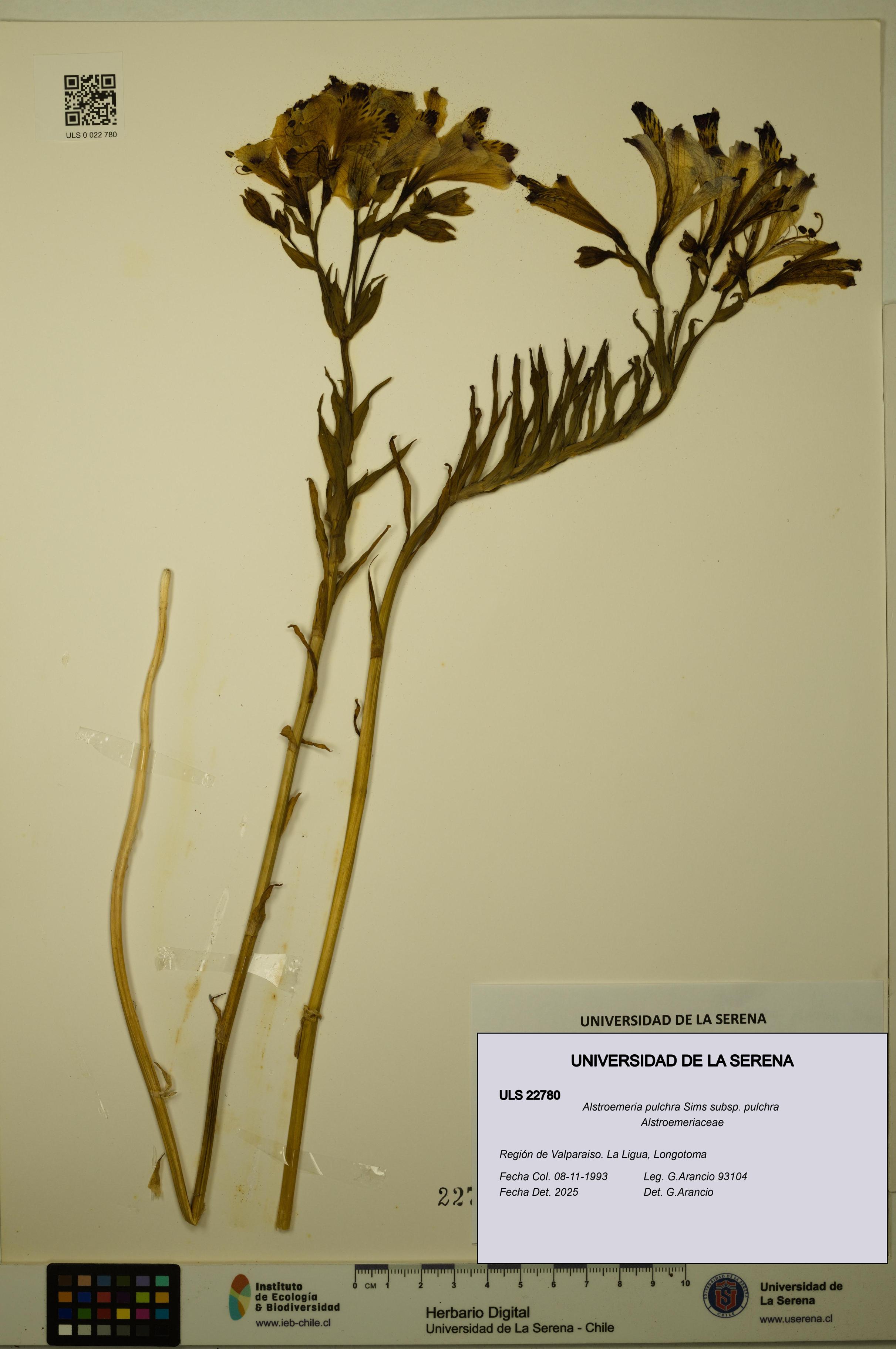 Alstroemeria pulchra subsp. pulchra [Espécimen: ULS:ULS:0022780]