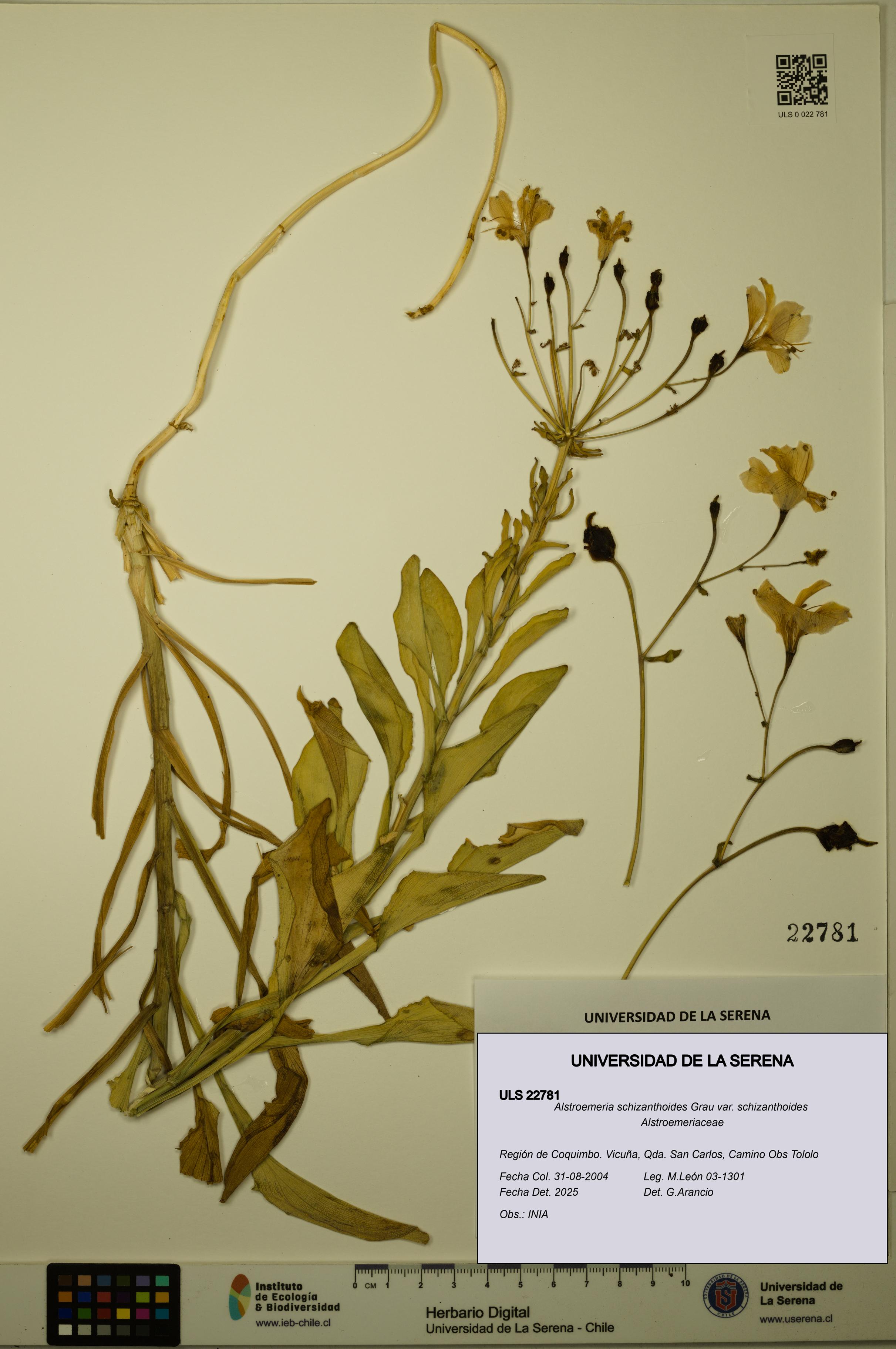 Alstroemeria schizanthoides var. schizanthoides [Espécimen: ULS:ULS:0022781]