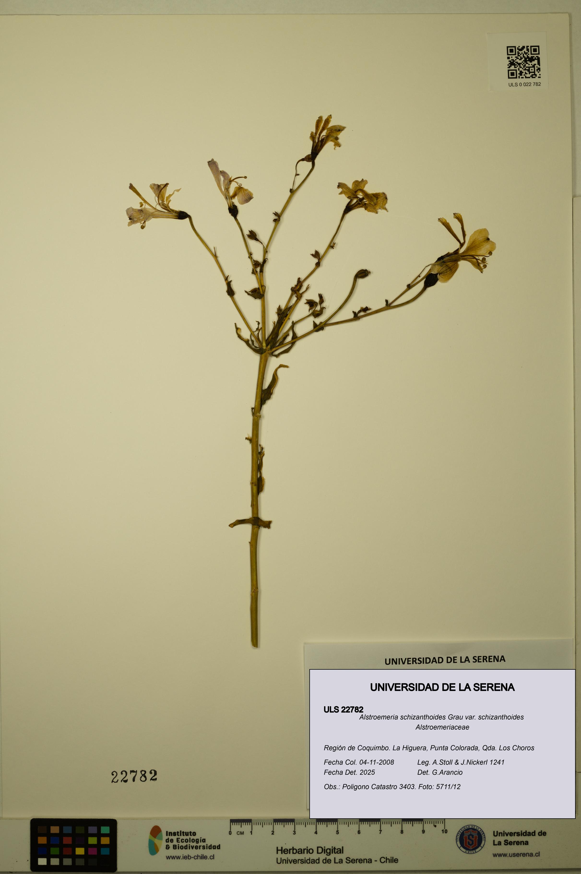 Alstroemeria schizanthoides var. schizanthoides [Espécimen: ULS:ULS:0022782]