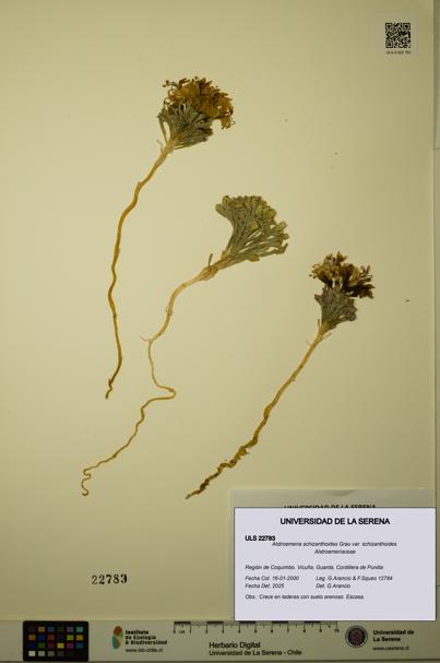 Alstroemeria schizanthoides var. schizanthoides [Espécimen: ULS:ULS:0022783]