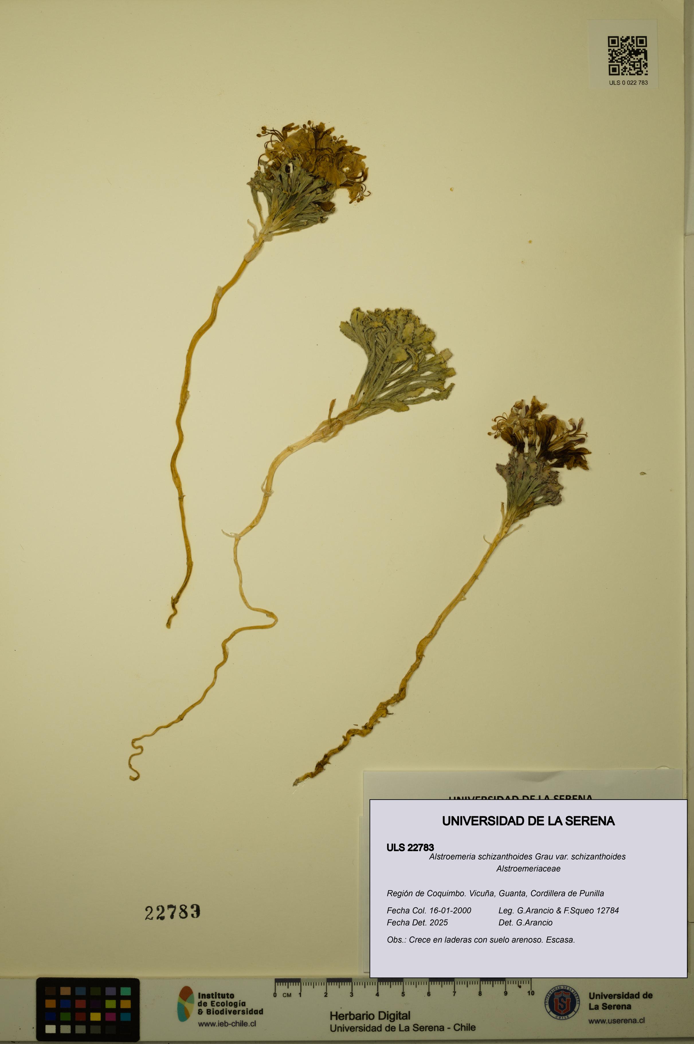 Alstroemeria schizanthoides var. schizanthoides [Espécimen: ULS:ULS:0022783]