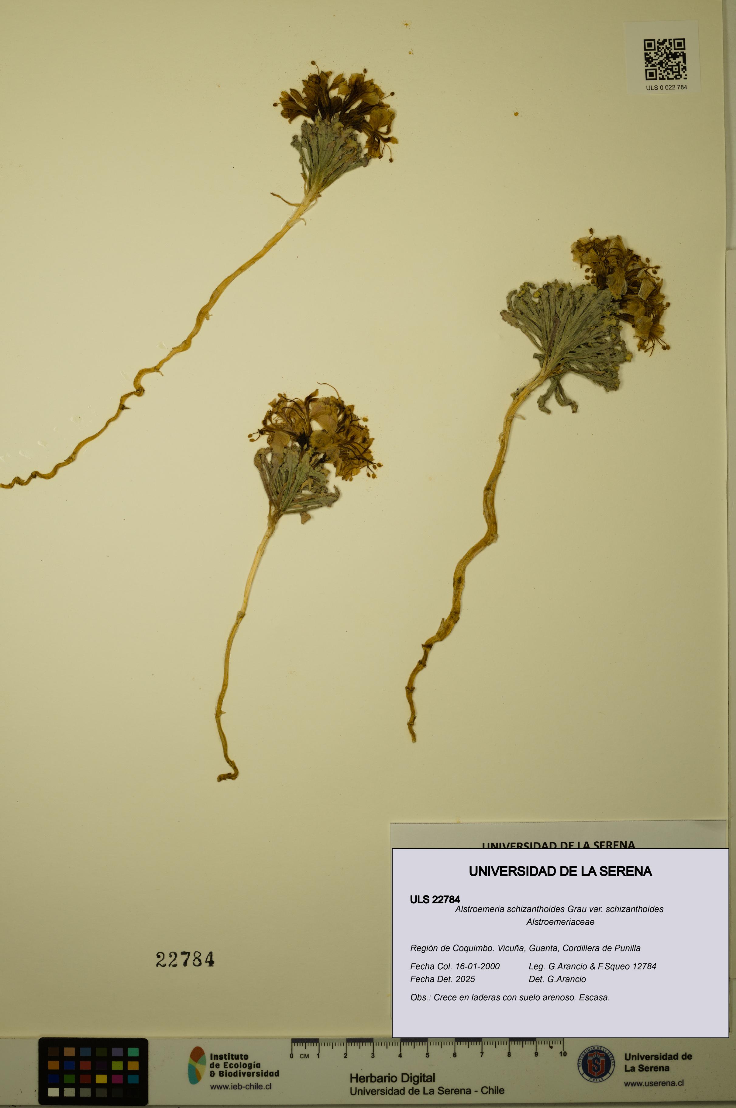 Alstroemeria schizanthoides var. schizanthoides [Espécimen: ULS:ULS:0022784]