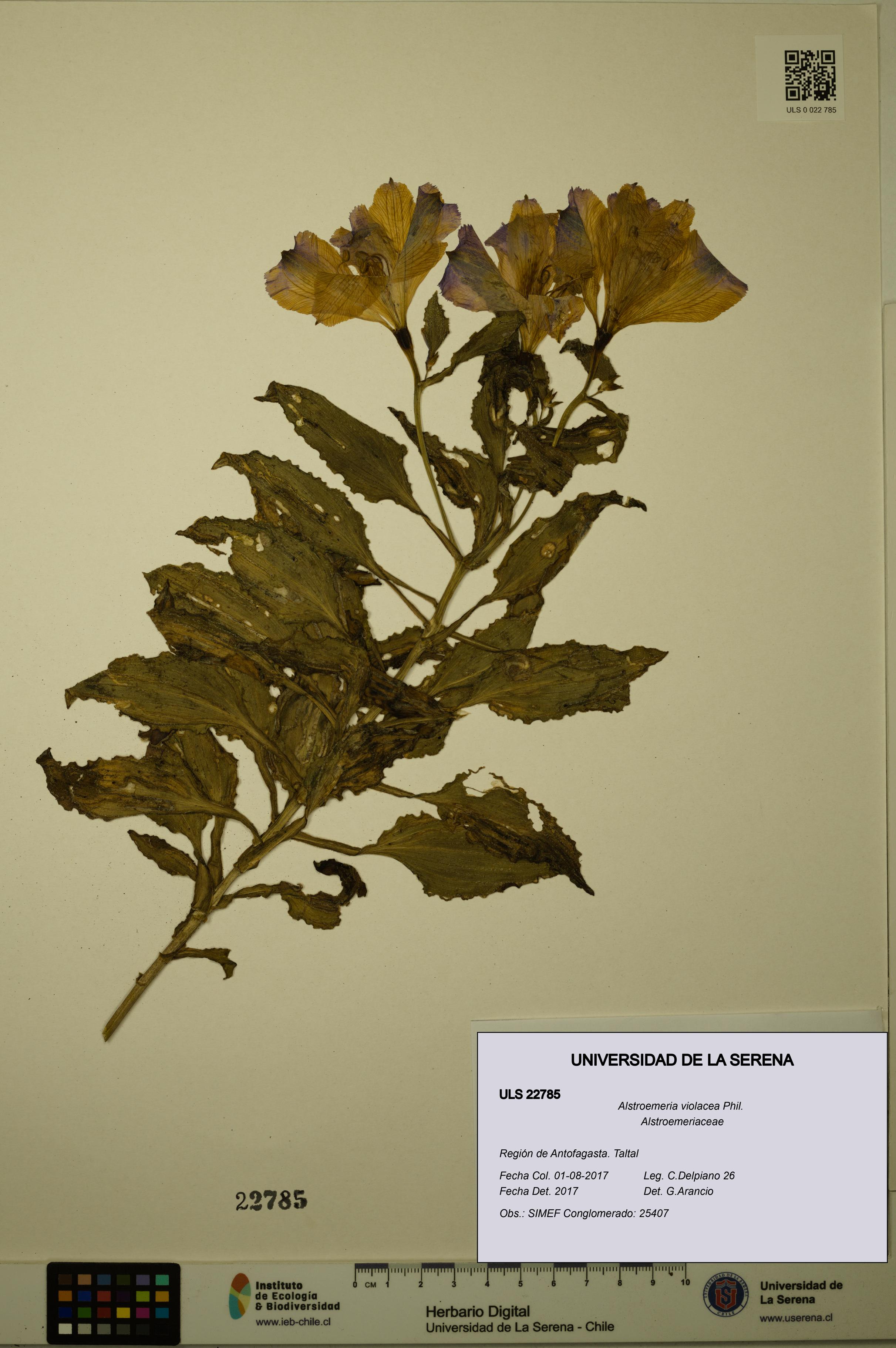 Alstroemeria violacea [Espécimen: ULS:ULS:0022785]