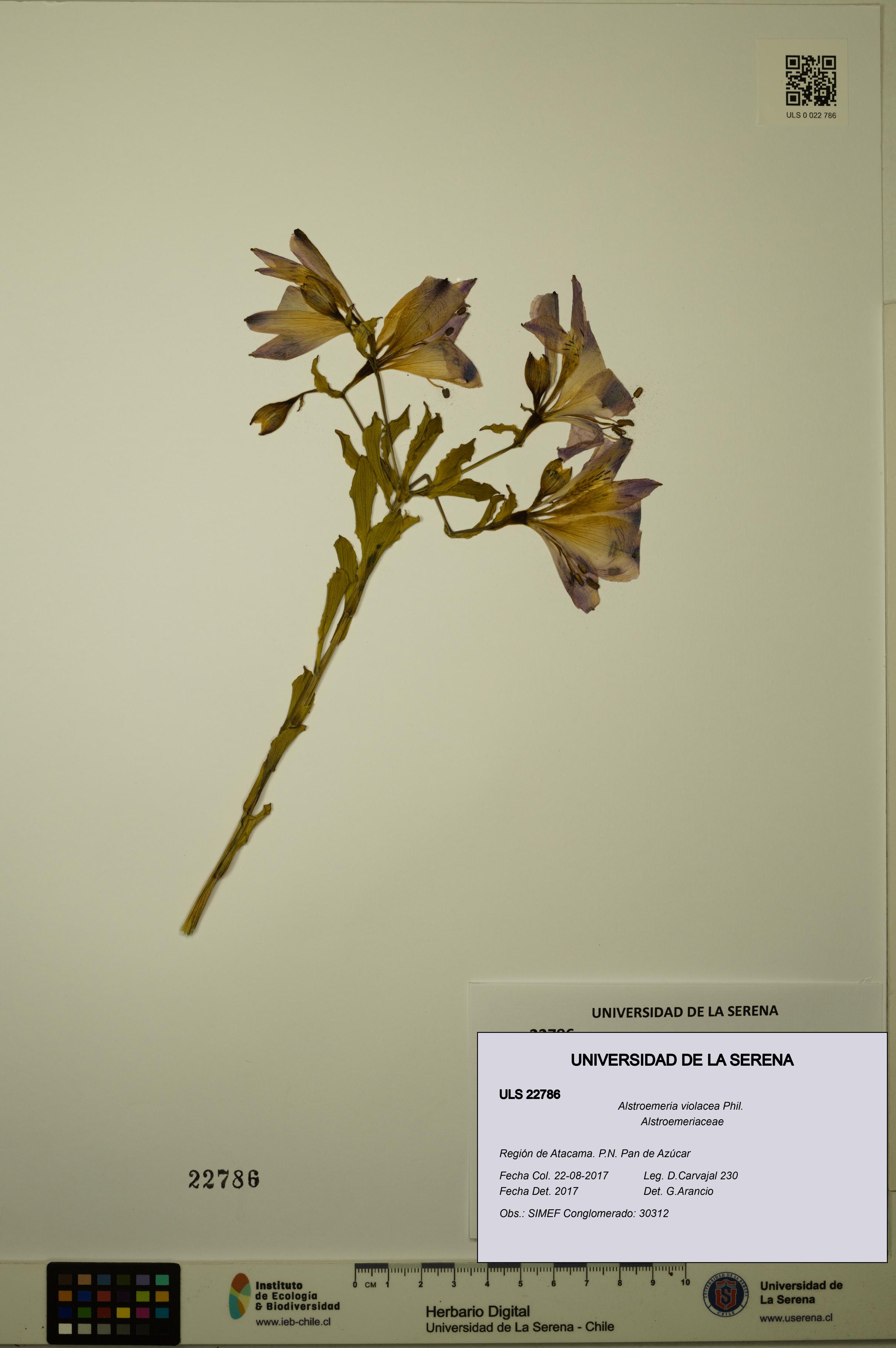 Alstroemeria violacea [Espécimen: ULS:ULS:0022786]