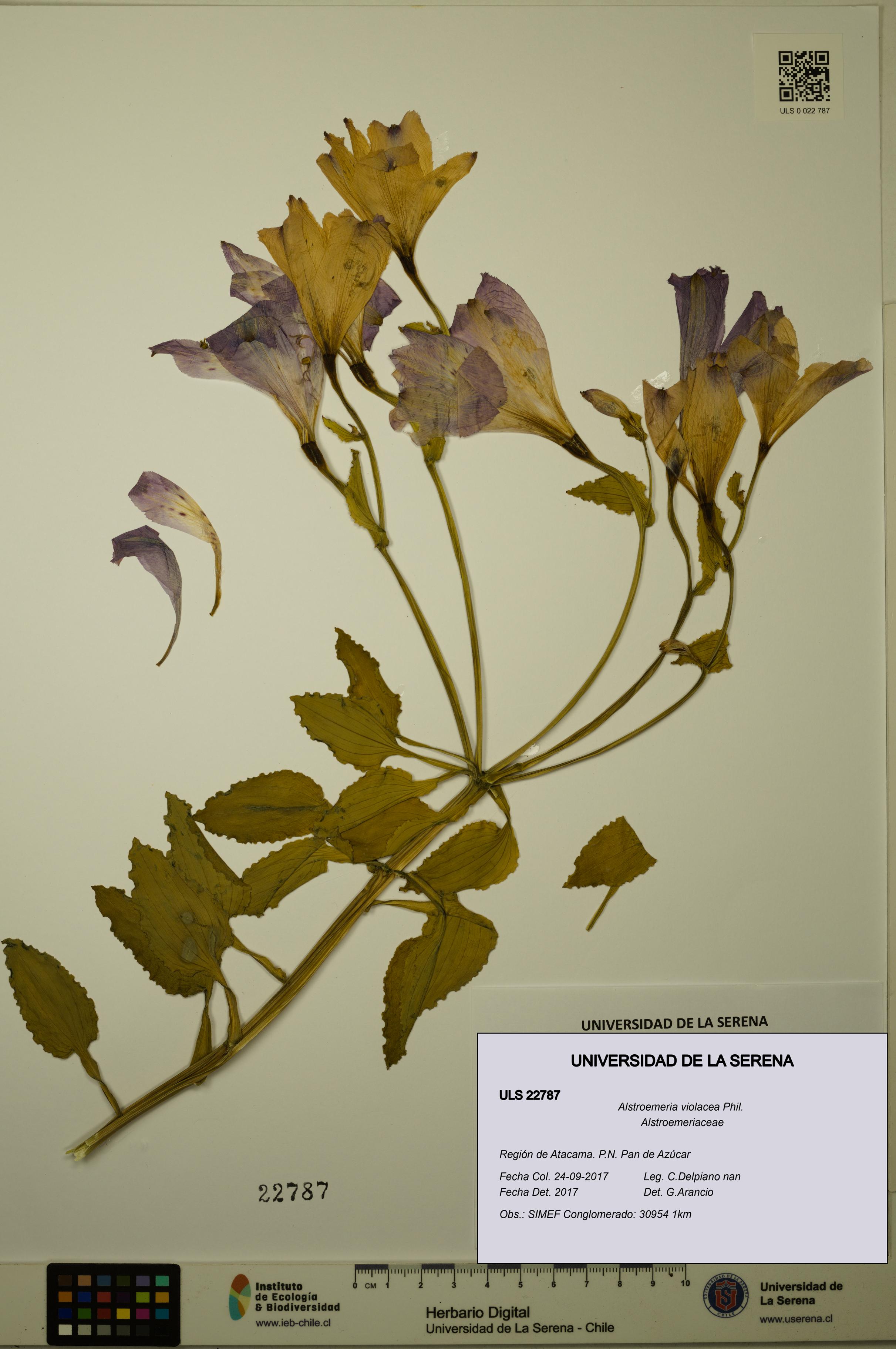 Alstroemeria violacea [Espécimen: ULS:ULS:0022787]