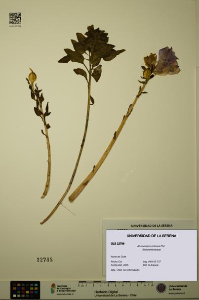 Alstroemeria violacea [Espécimen: ULS:ULS:0022788]