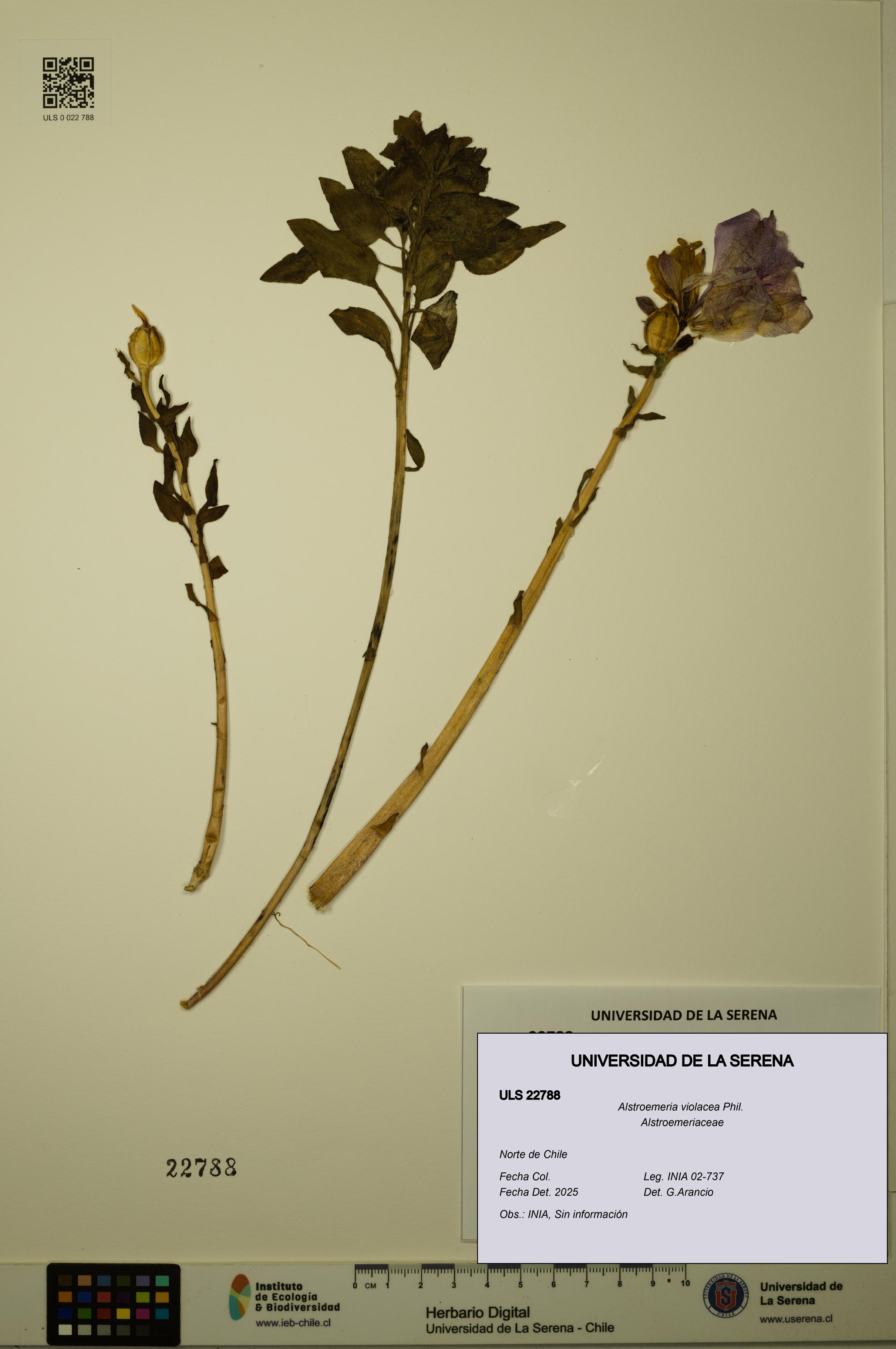 Alstroemeria violacea [Espécimen: ULS:ULS:0022788]