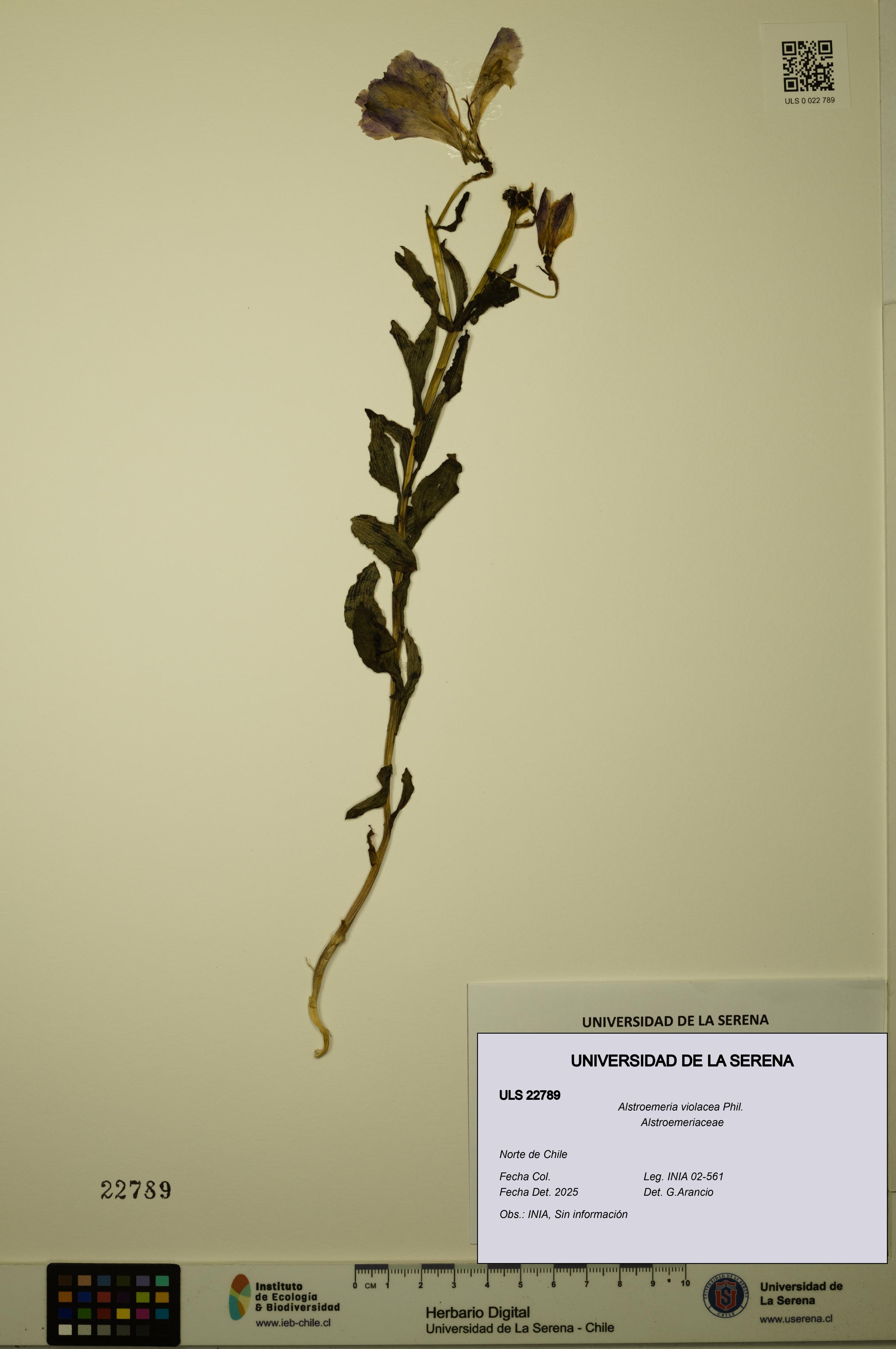 Alstroemeria violacea [Espécimen: ULS:ULS:0022789]