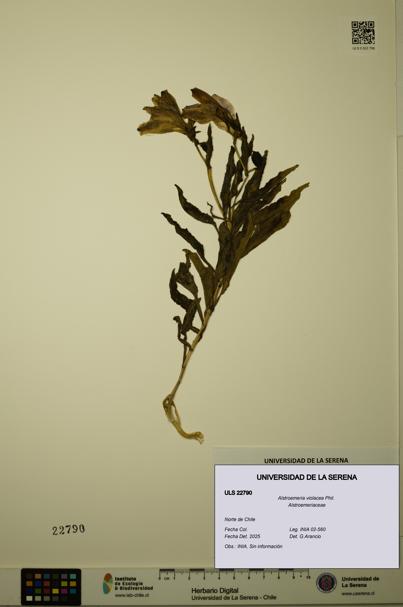 Alstroemeria violacea [Espécimen: ULS:ULS:0022790]