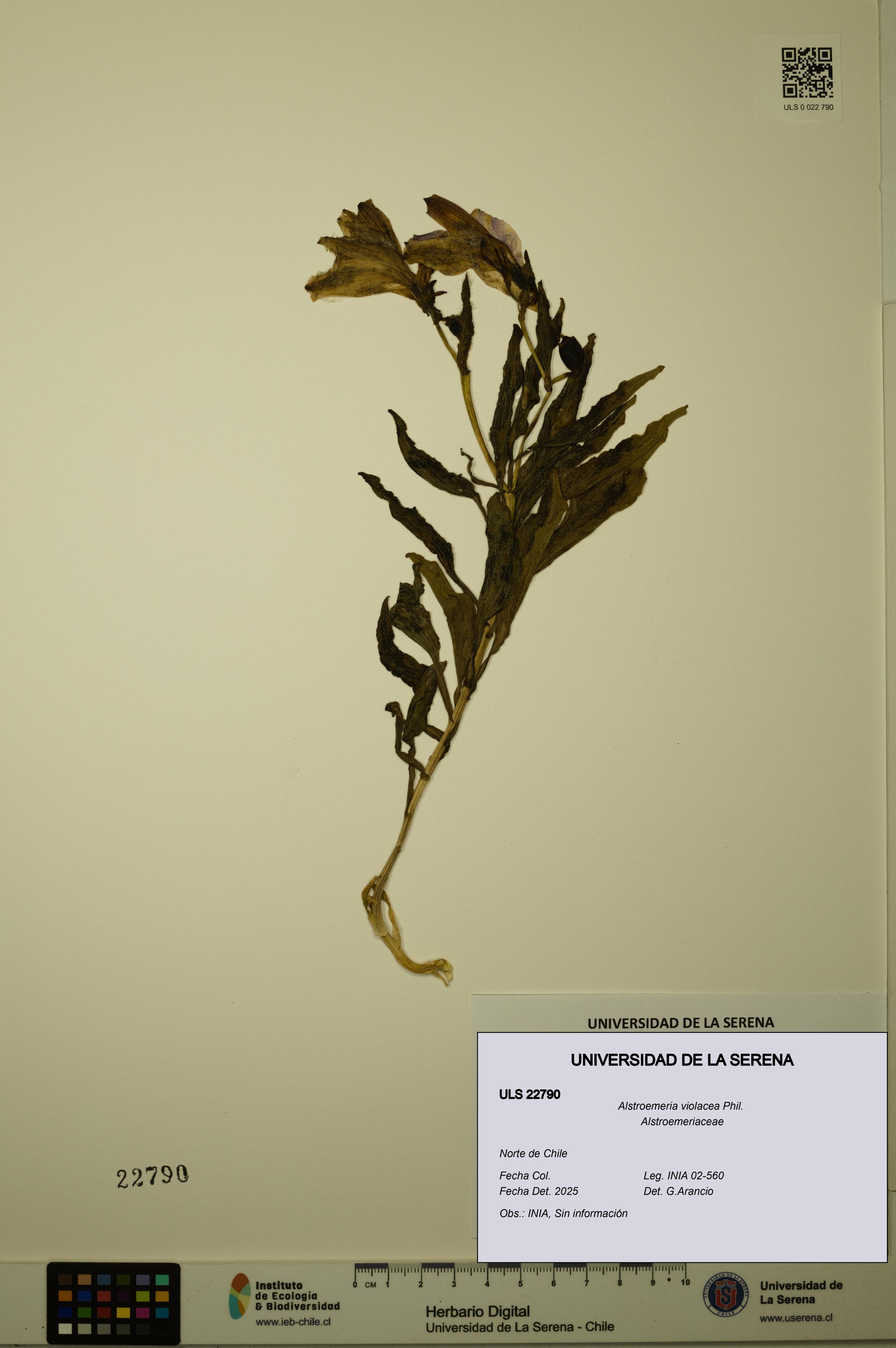 Alstroemeria violacea [Espécimen: ULS:ULS:0022790]