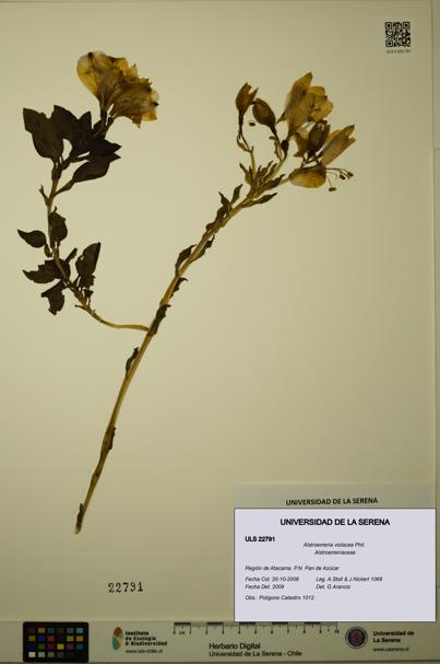 Alstroemeria violacea [Espécimen: ULS:ULS:0022791]