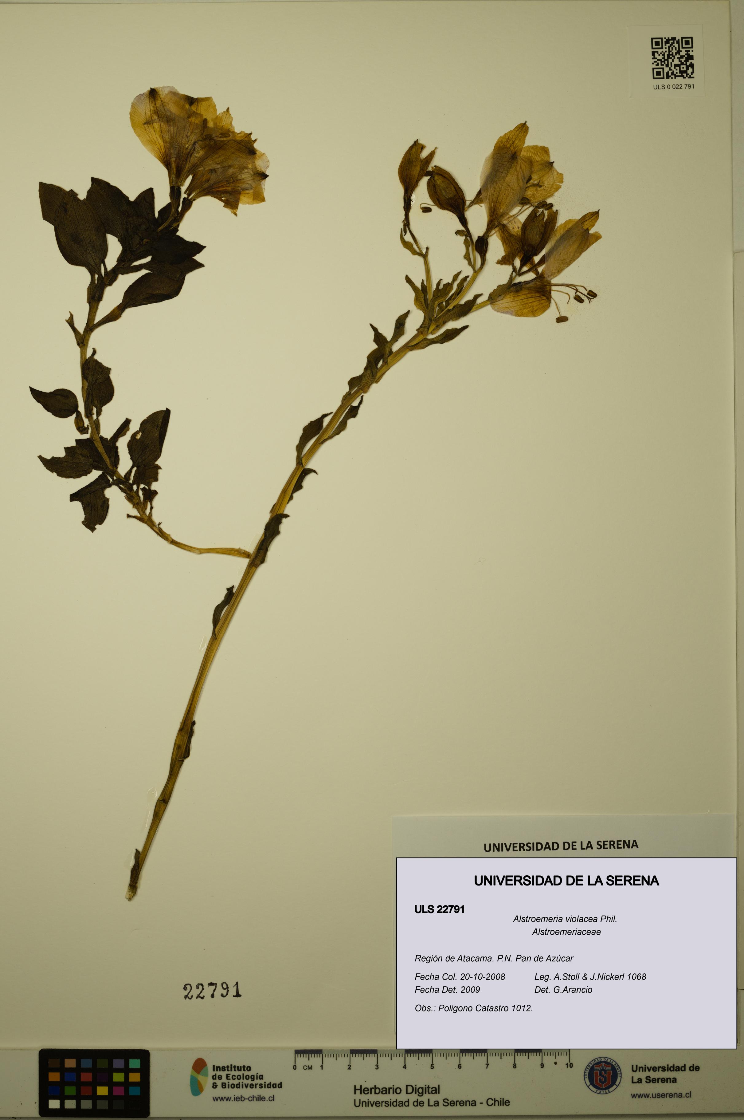 Alstroemeria violacea [Espécimen: ULS:ULS:0022791]