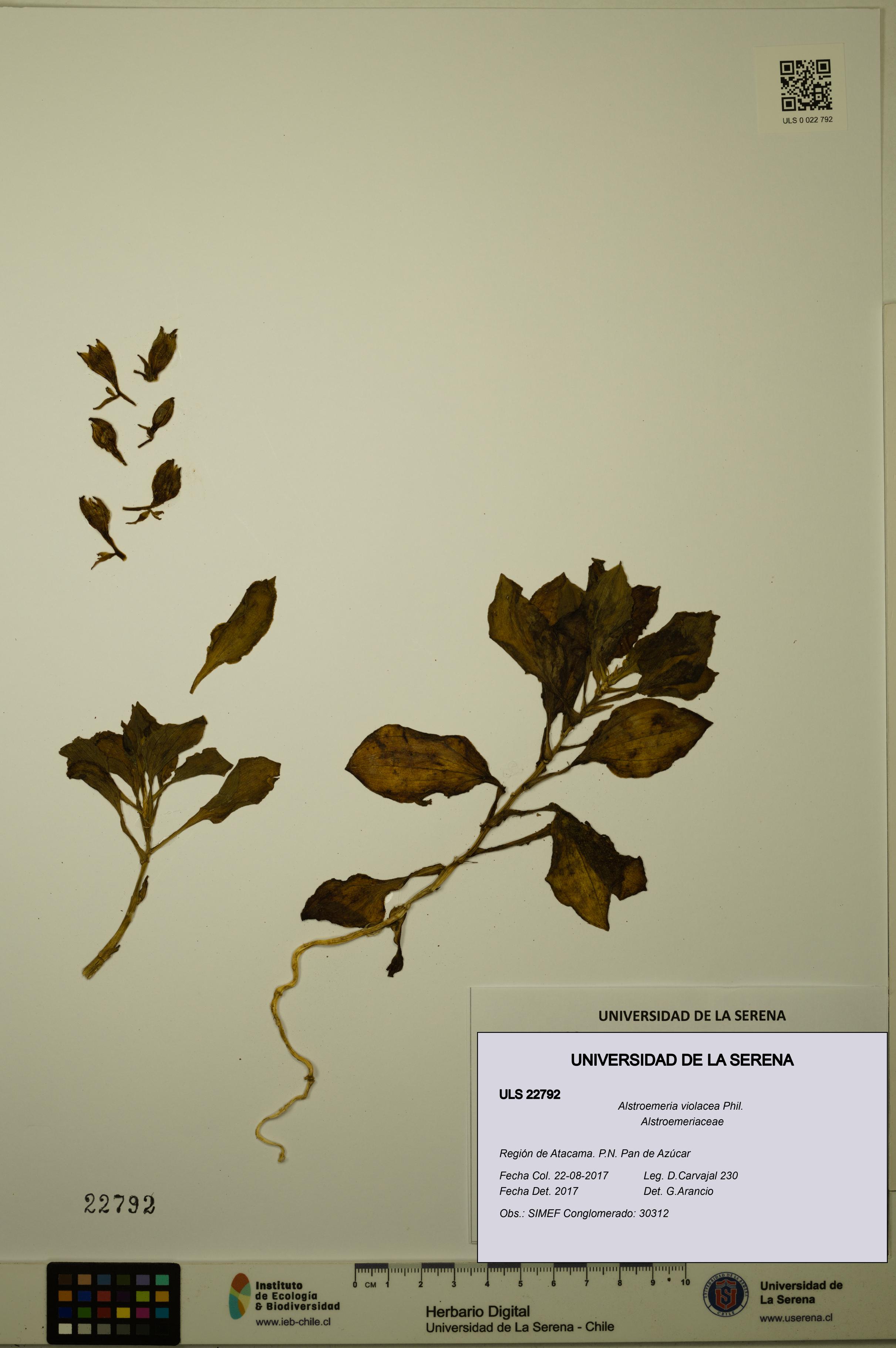 Alstroemeria violacea [Espécimen: ULS:ULS:0022792]