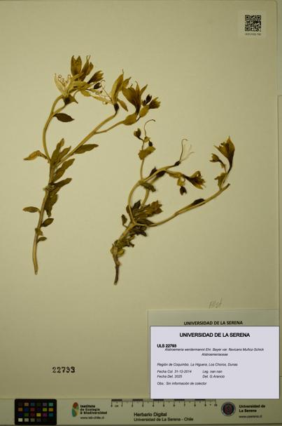 Alstroemeria werdermannii var. flavicans [Espécimen: ULS:ULS:0022793]