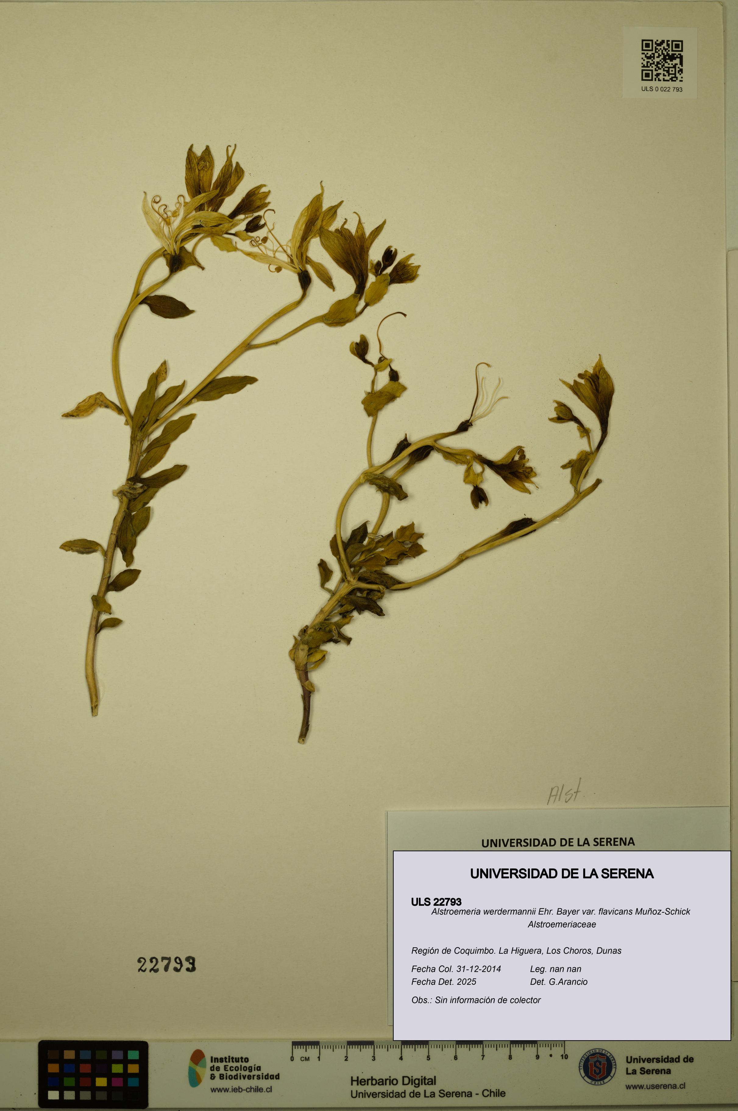 Alstroemeria werdermannii var. flavicans [Espécimen: ULS:ULS:0022793]