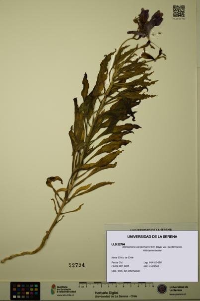 Alstroemeria werdermannii var. werdermannii [Espécimen: ULS:ULS:0022794]