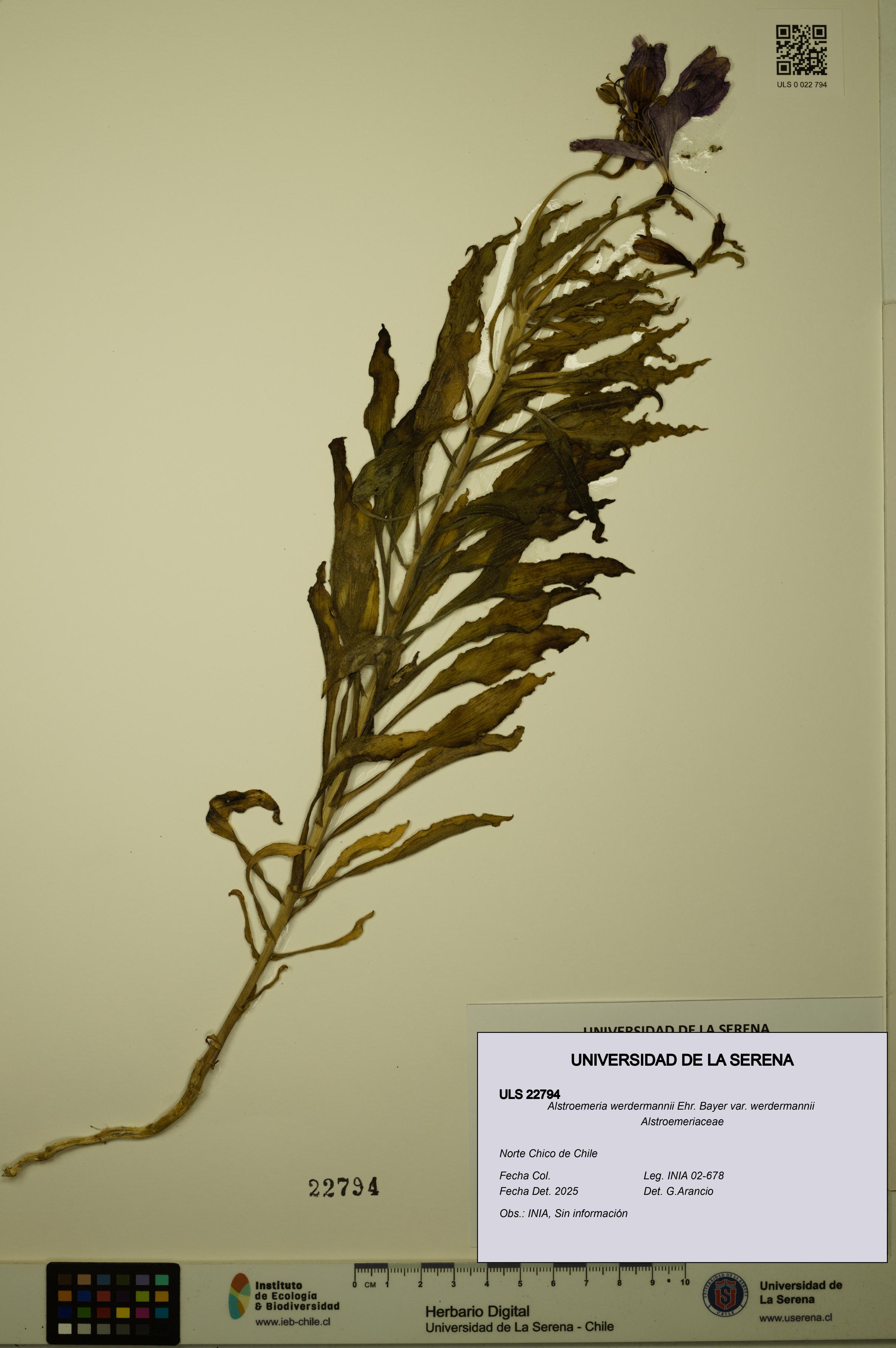 Alstroemeria werdermannii var. werdermannii [Espécimen: ULS:ULS:0022794]