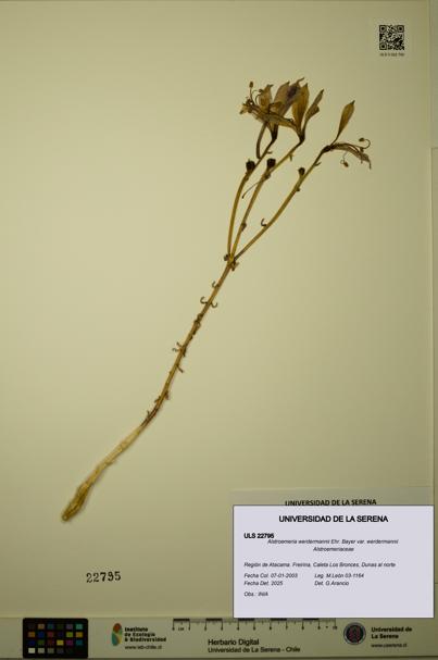 Alstroemeria werdermannii var. werdermannii [Espécimen: ULS:ULS:0022795]