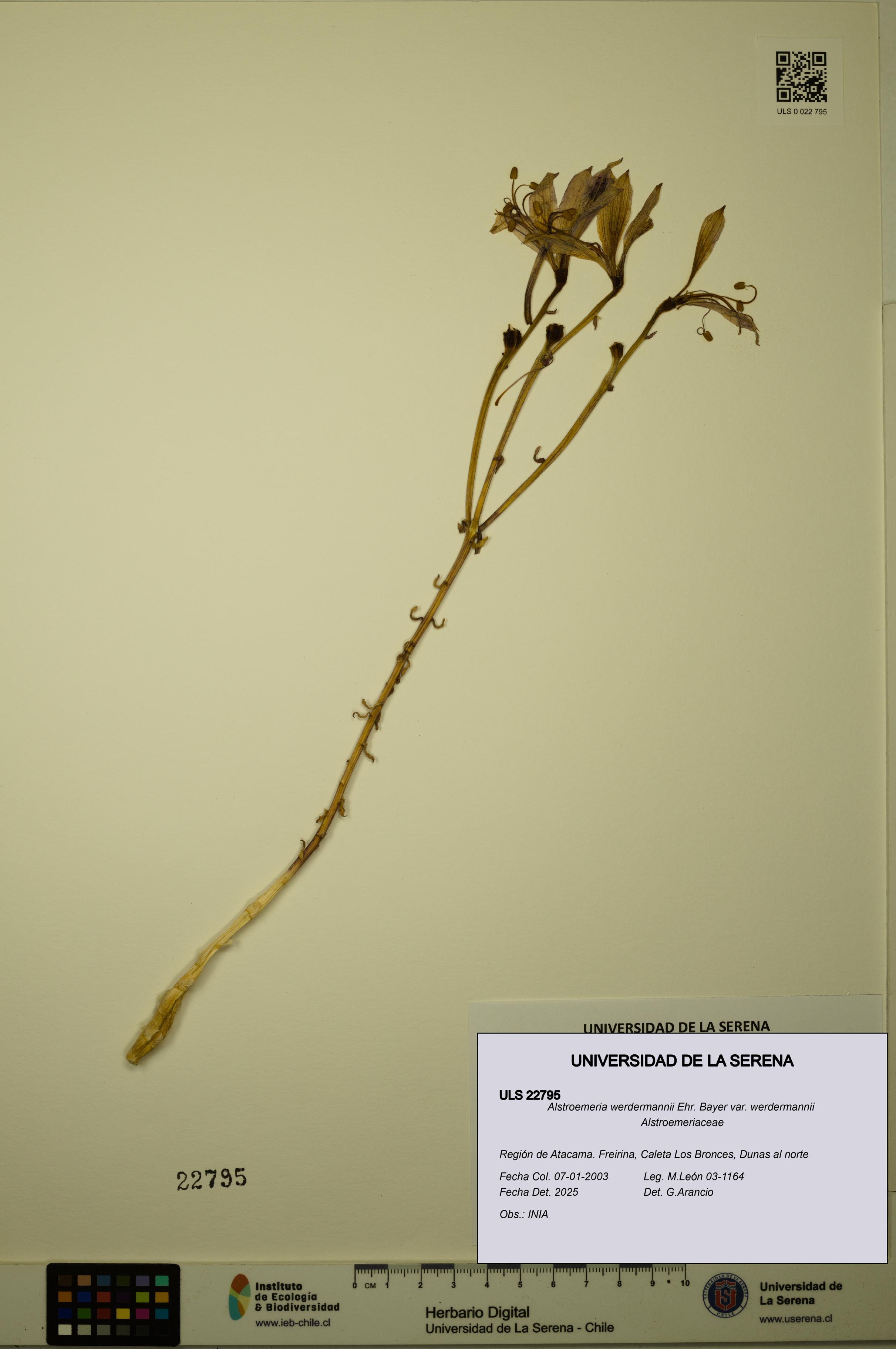 Alstroemeria werdermannii var. werdermannii [Espécimen: ULS:ULS:0022795]