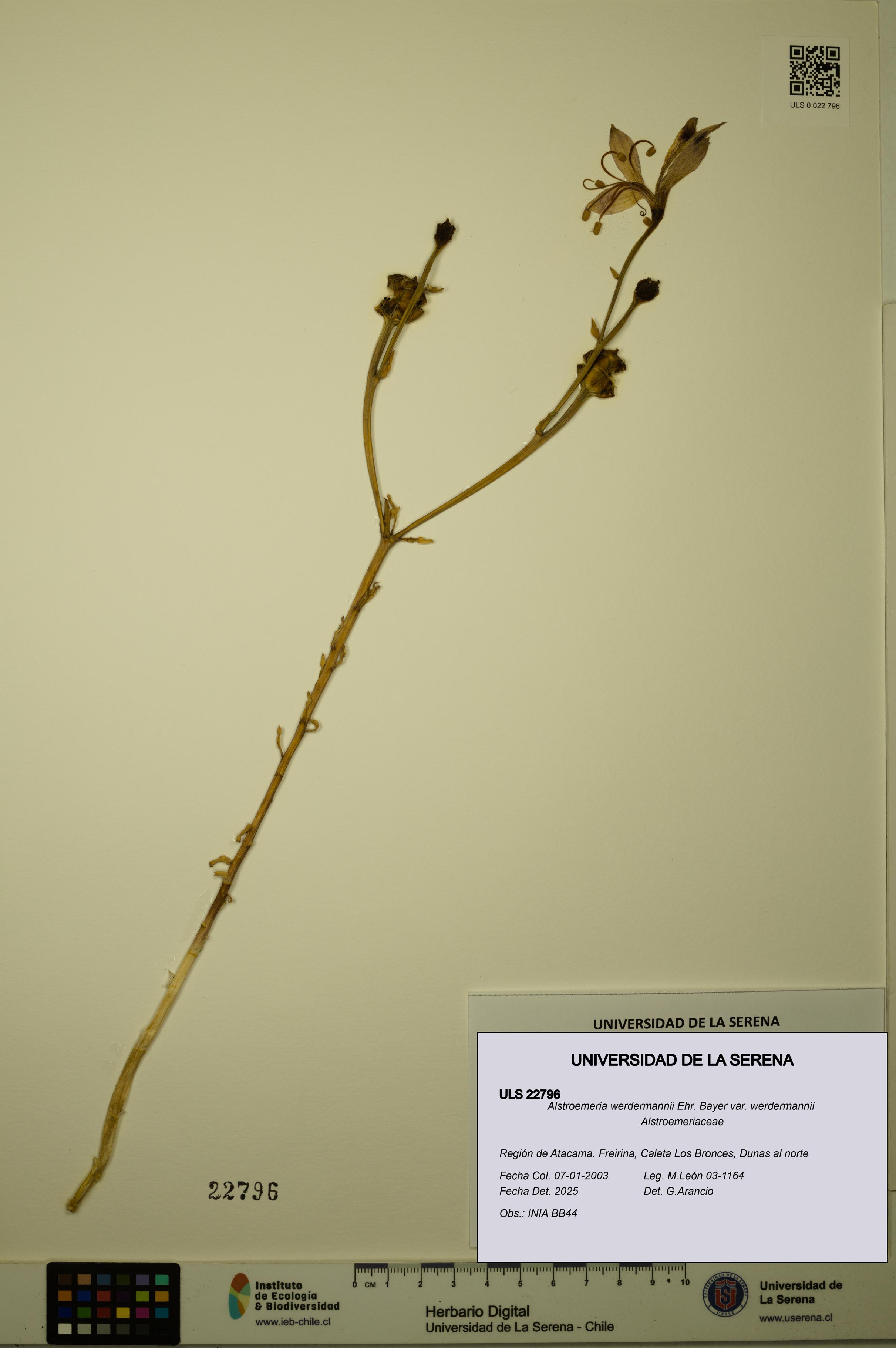 Alstroemeria werdermannii var. werdermannii [Espécimen: ULS:ULS:0022796]