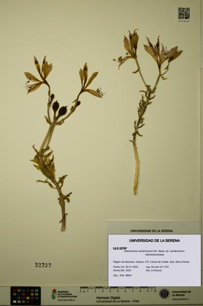 Alstroemeria werdermannii var. werdermannii [Espécimen: ULS:ULS:0022797]