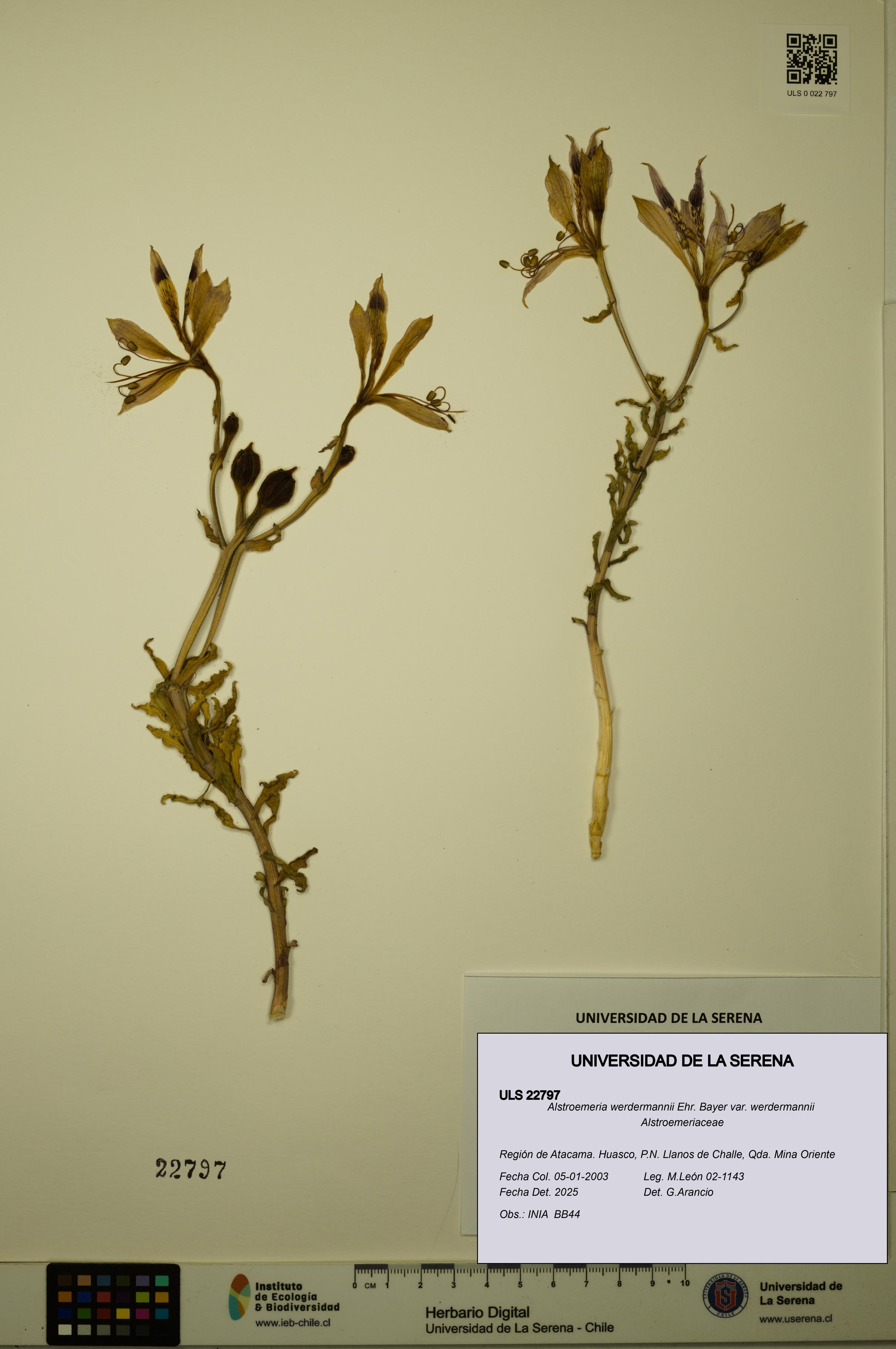 Alstroemeria werdermannii var. werdermannii [Espécimen: ULS:ULS:0022797]