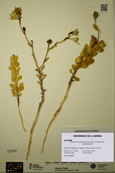 Alstroemeria werdermannii var. werdermannii [Espécimen: ULS:ULS:0022798]