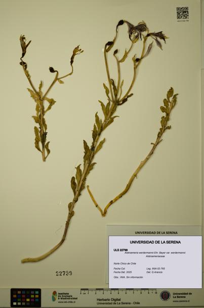 Alstroemeria werdermannii var. werdermannii [Espécimen: ULS:ULS:0022799]