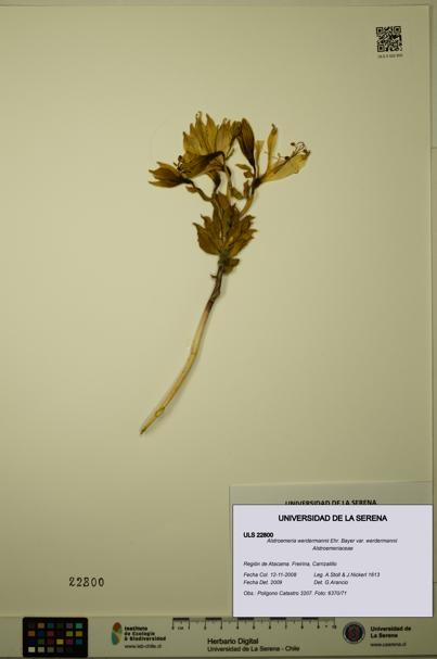 Alstroemeria werdermannii var. werdermannii [Espécimen: ULS:ULS:0022800]