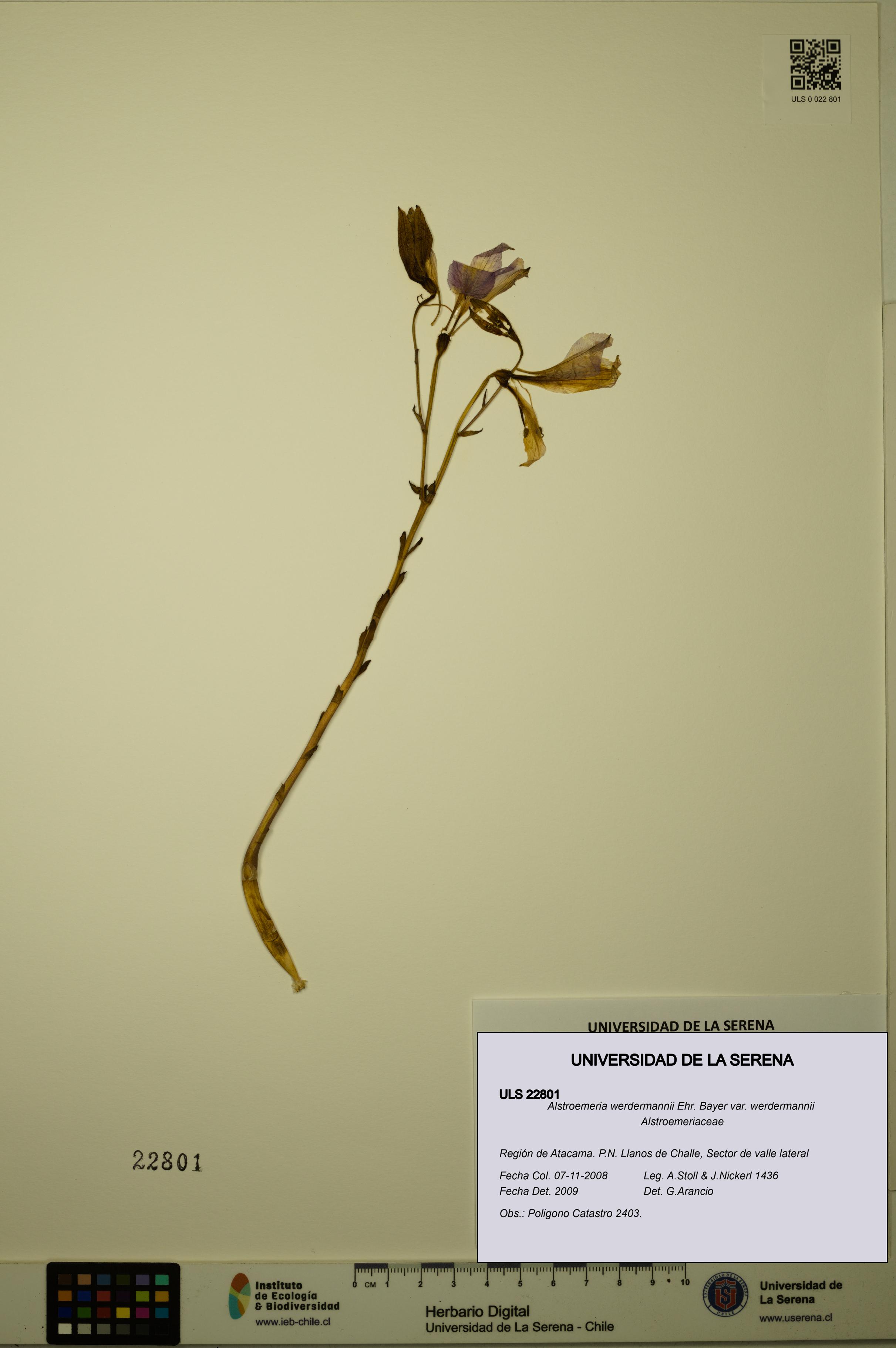 Alstroemeria werdermannii var. werdermannii [Espécimen: ULS:ULS:0022801]