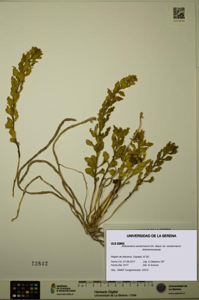 Alstroemeria werdermannii var. werdermannii [Espécimen: ULS:ULS:0022802]