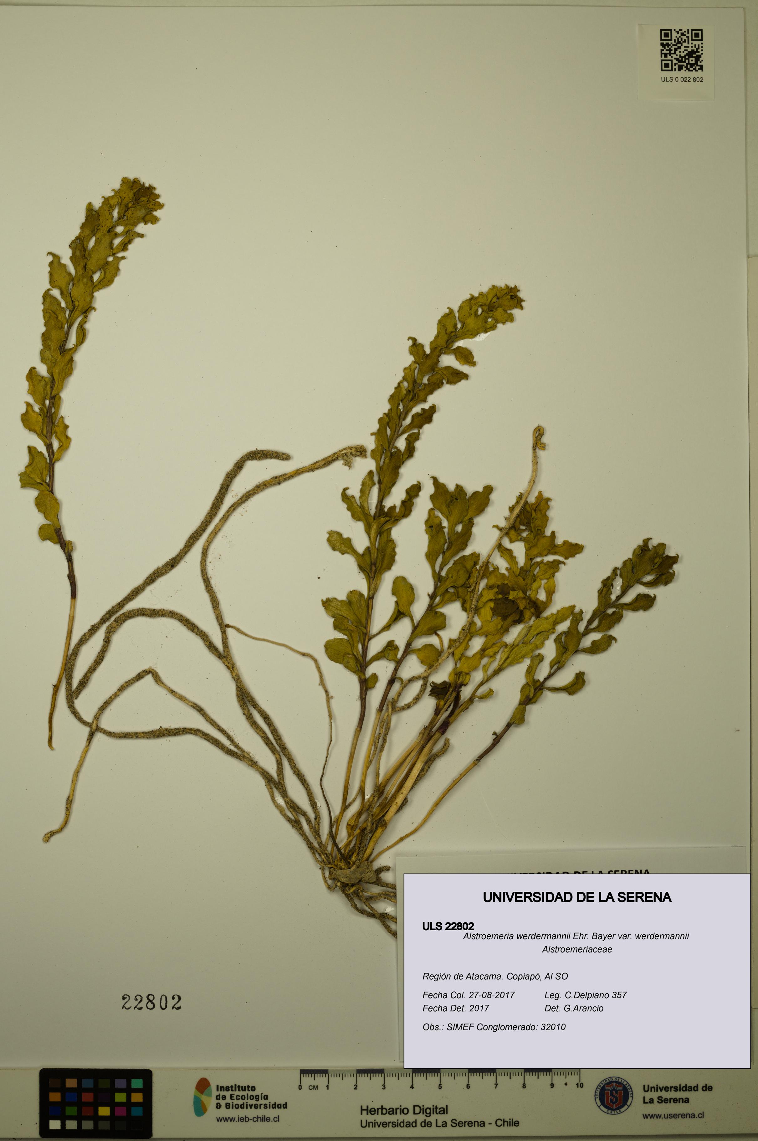 Alstroemeria werdermannii var. werdermannii [Espécimen: ULS:ULS:0022802]