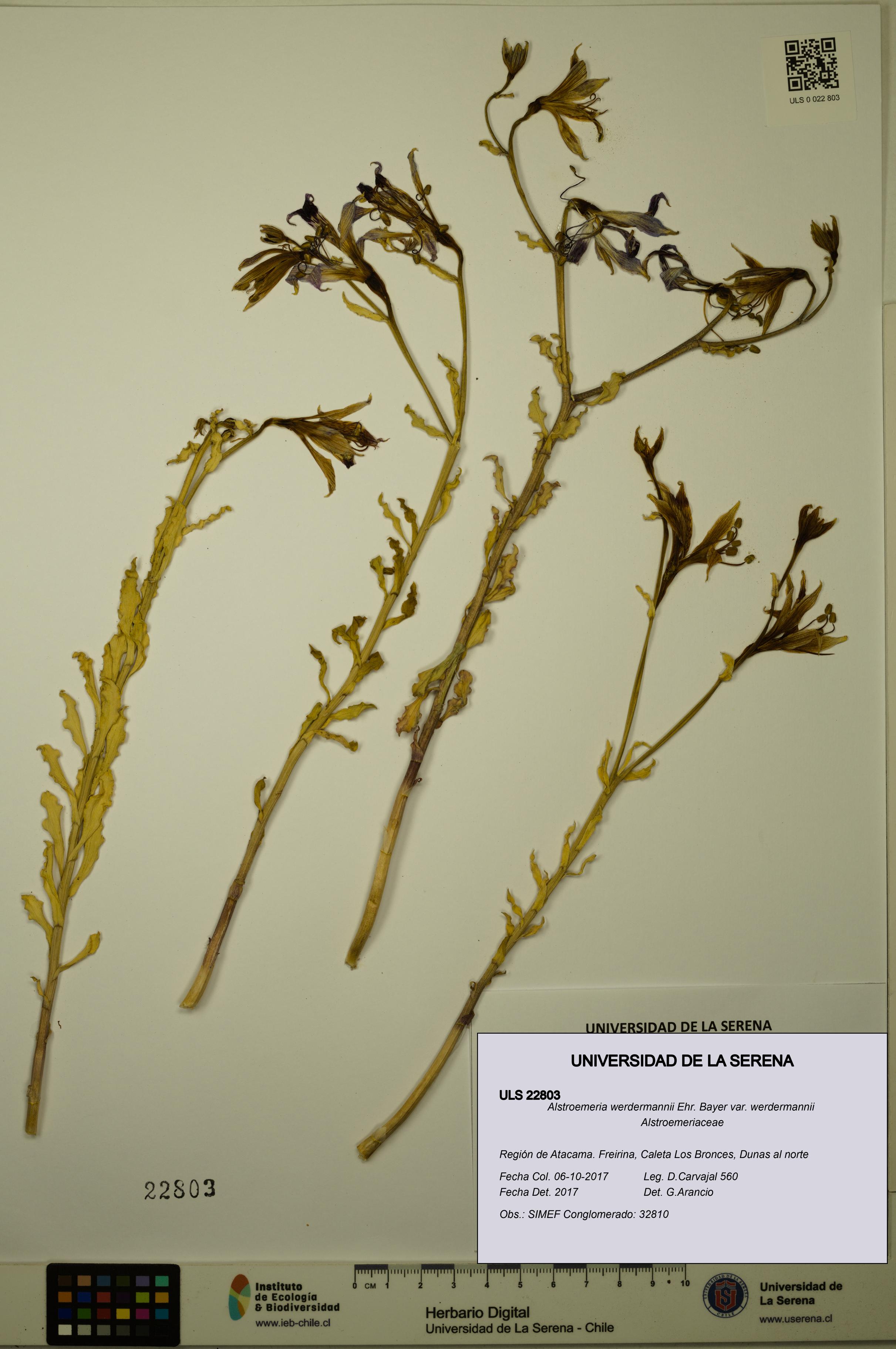 Alstroemeria werdermannii var. werdermannii [Espécimen: ULS:ULS:0022803]