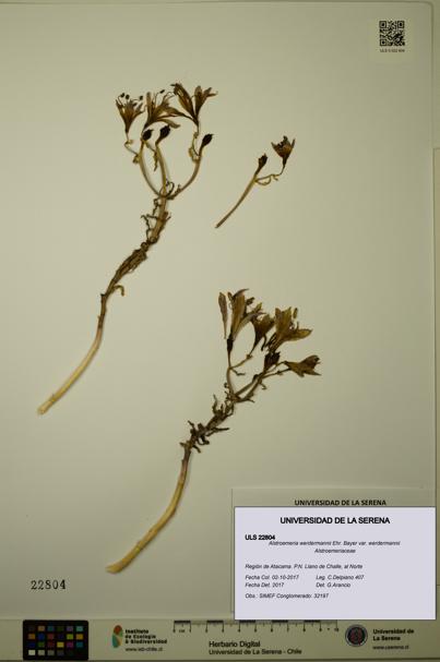 Alstroemeria werdermannii var. werdermannii [Espécimen: ULS:ULS:0022804]