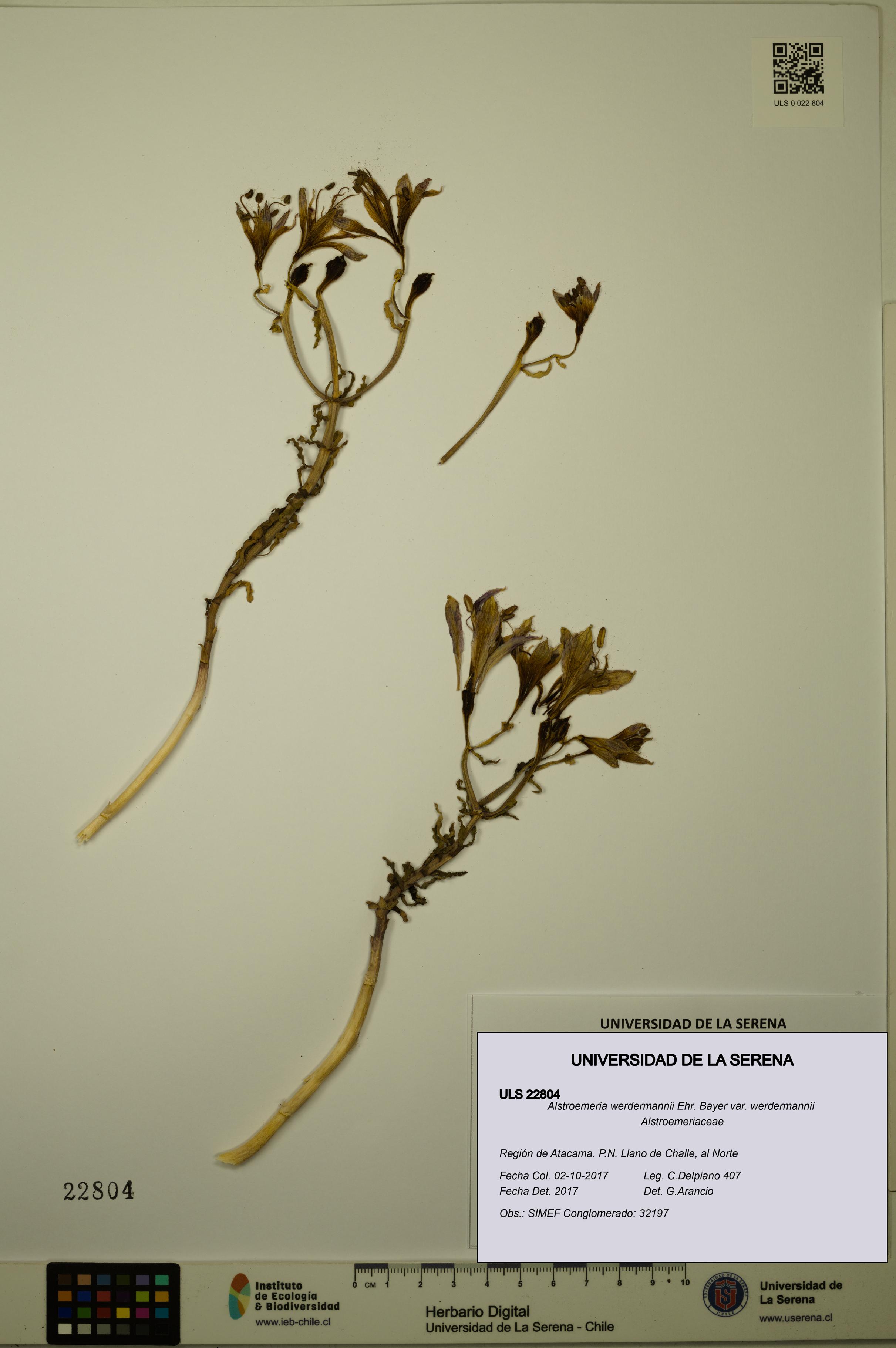 Alstroemeria werdermannii var. werdermannii [Espécimen: ULS:ULS:0022804]