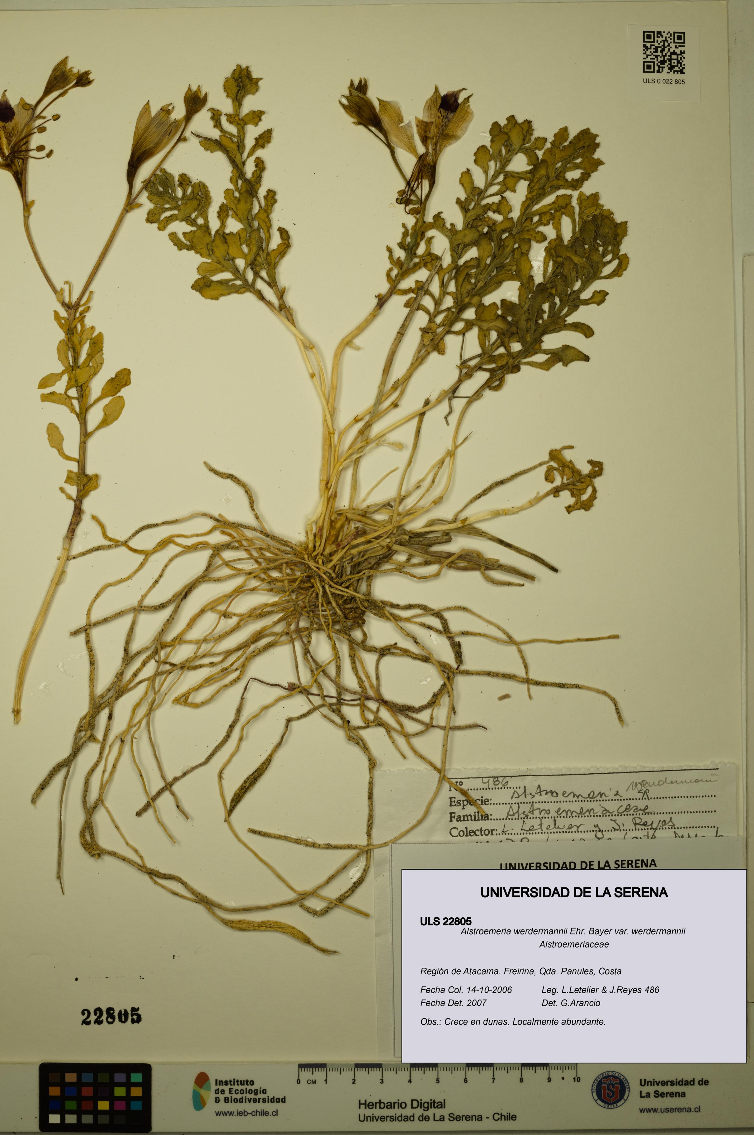 Alstroemeria werdermannii var. werdermannii [Espécimen: ULS:ULS:0022805]