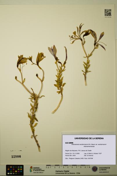 Alstroemeria werdermannii var. werdermannii [Espécimen: ULS:ULS:0022806]