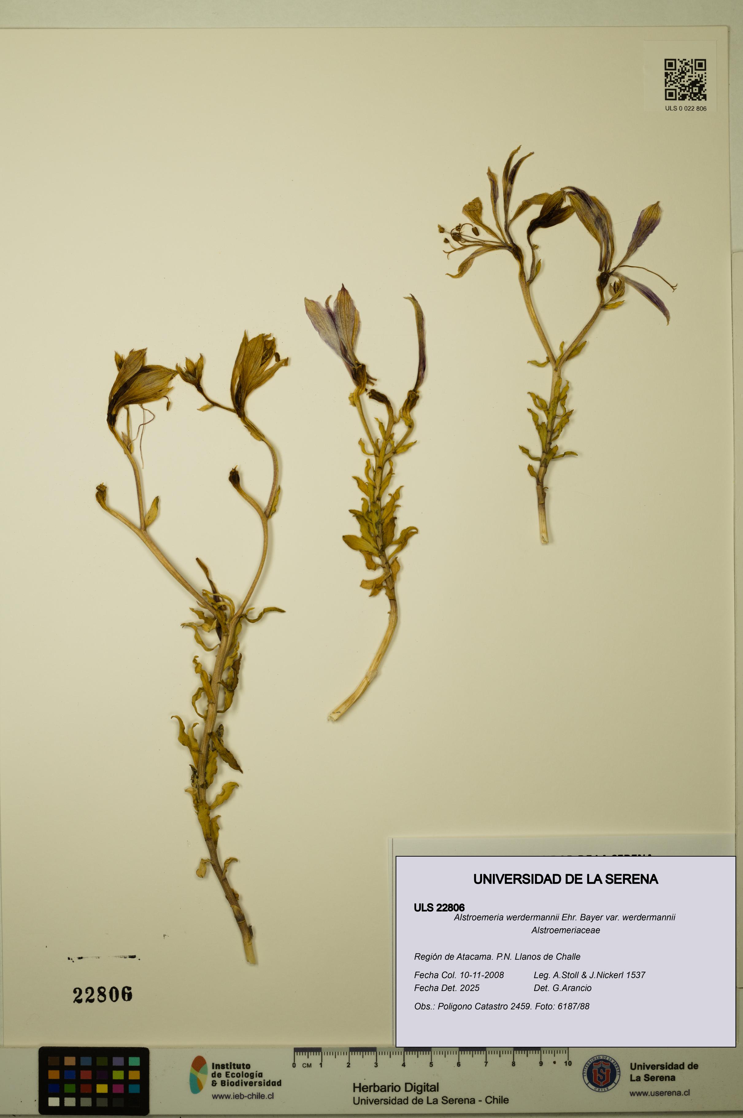 Alstroemeria werdermannii var. werdermannii [Espécimen: ULS:ULS:0022806]